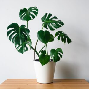 Monstera Indoor Plant in White Pot
